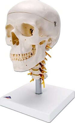 Cráneo clásico sobre columna cervical, 4 partes  A20/1