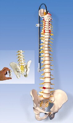 Columna flexible - Versión de Lujo A58/5