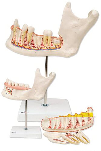 Mitad de la mandíbula inferior, 3 veces su tamaño natural, 6 piezas  D25