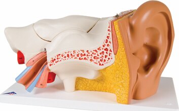 Oído, 3 veces su tamaño natural, 6 piezas  E11