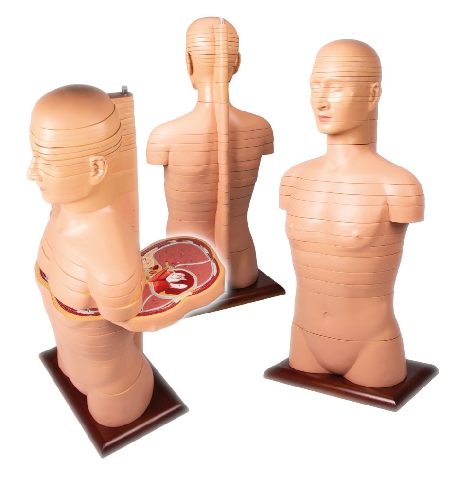 Modelo anatómico asexuado de tamaño natural del torso humano, seccionado en 24 piezas EZ V120