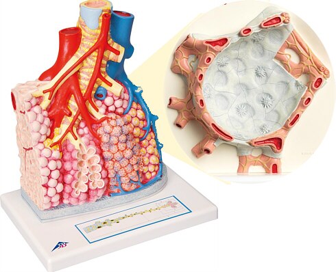 Lobulillos pulmonares y vasos sanguíneos adyacentes G60