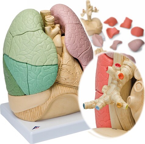 Pulmón segmentado en sus segmentos básicos (20 piezas) G70