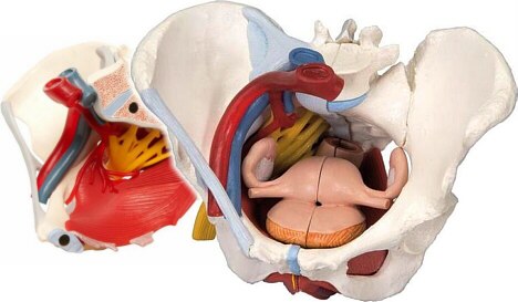 Pelvis femenina, con ligamentos, vasos, nervios piso pélvico y órganos, 6 partes H20/4