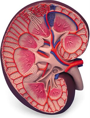 Sección básica del riñón, 3 veces su tamaño natural  K09
