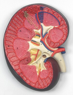 Sección del riñón, 3 veces su tamaño natural  K10