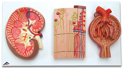 El Riñón, el Nefrón, los Conductos Sanguíneos y el Corpúsculo Renal  K11