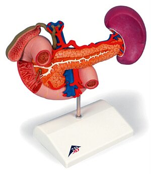 Órganos posteriores del abdomen superior K22/2