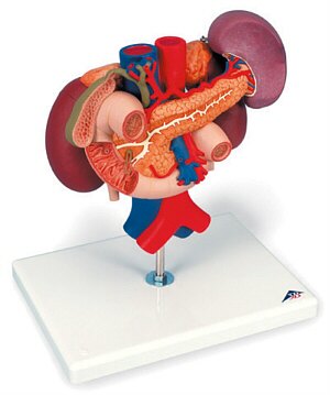 Riñones con órganos posteriores del abdomen superior, de 3 piezas K22/3