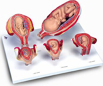 Serie 3B Scientific(r) de Embarazo, 5 Modelos  L11/9