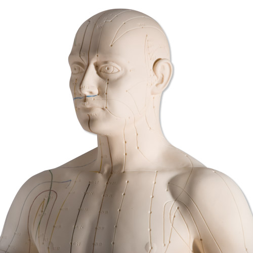 Torso miniatura p/prácticas de acupuntura N30