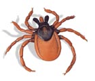 Arañuelo (Ixodes ricinus)  R50