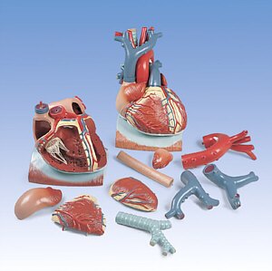 Corazón y mediastino, 3 veces su tamaño natural, de 10 piezas VD251