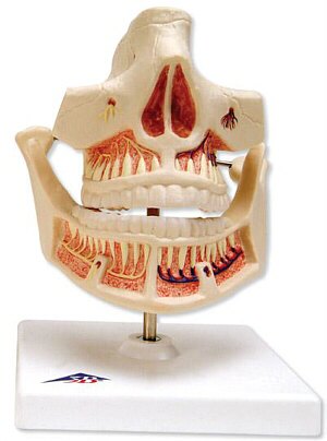 Dentadura de adulto  VE281