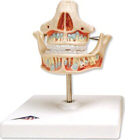 Dentadura de leche  VE282