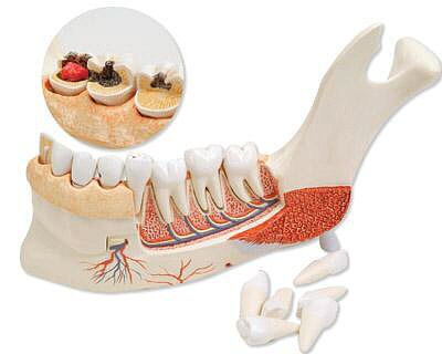 Odontología