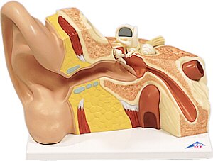Oído gigante, 5 veces su tamaño natural, 3 piezas  VJ513