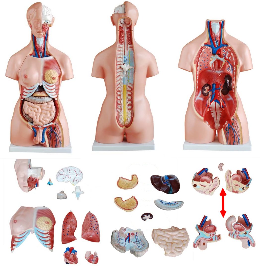 Torso bisexuado, 23 piezas, c/modelo de útero y feto XC-204